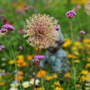 Meet your Posher, Hyunah